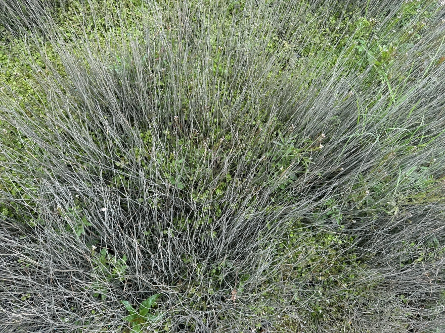 10x Oi Oi - Jointed Rush - $1.99 each