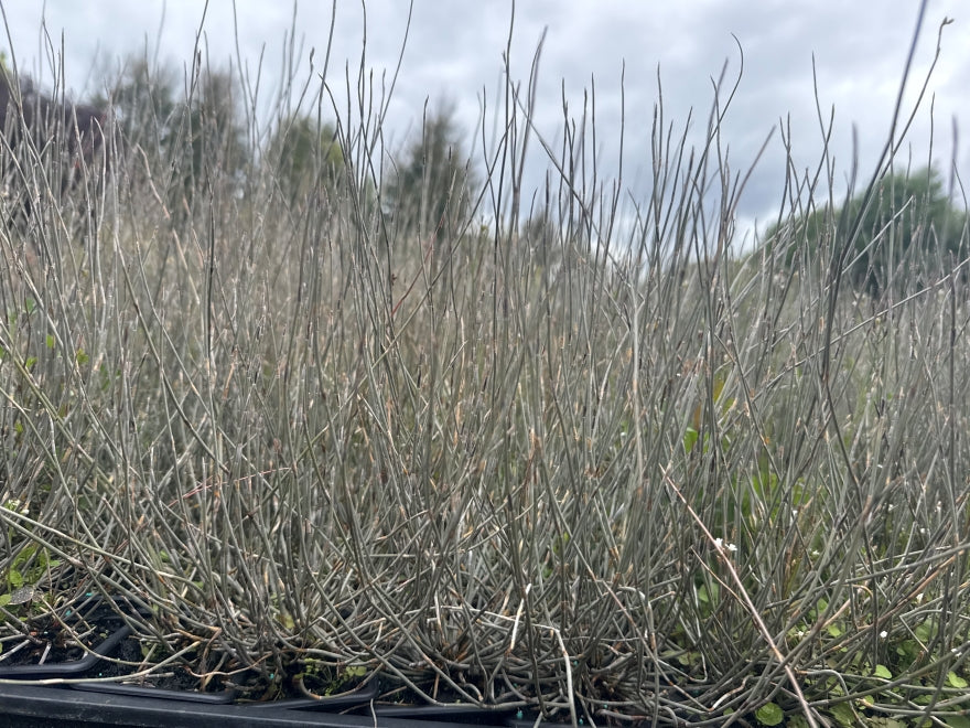 10x Oi Oi - Jointed Rush - $1.99 each