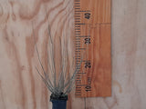 100x Jointed Rush - $1.99 each
