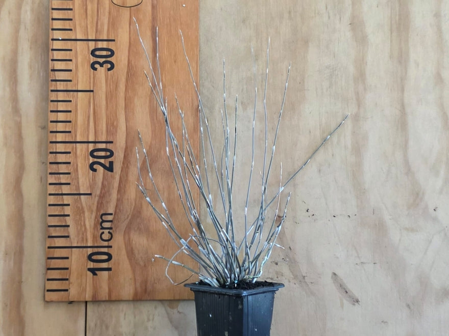 25x Jointed Rush - $2.99 each