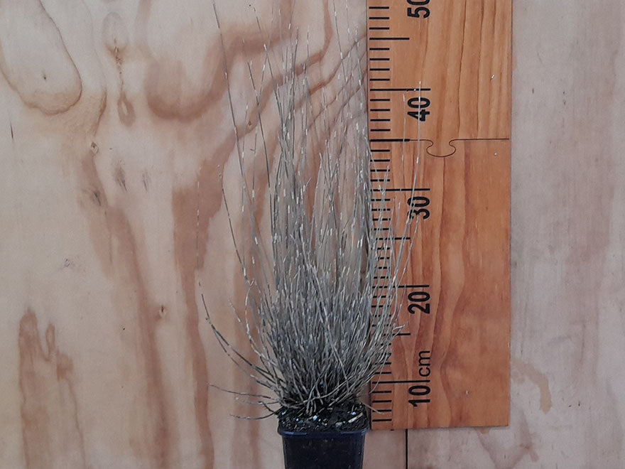 5x Oi Oi - Jointed Rush - $6.99 each