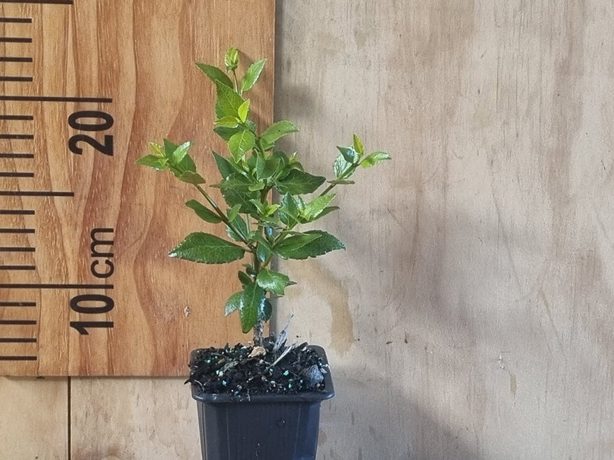 5x Wineberry X - Aunt Nell - $5.99 each