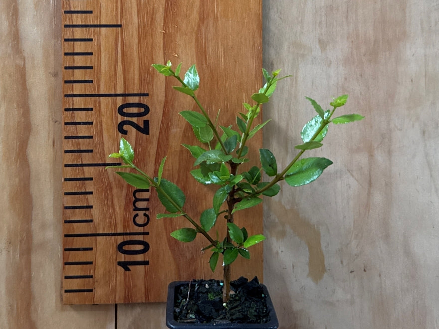 5x Wineberry X - Aunt Nell - $5.99 each