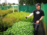 100x Renga Renga Lilies - $3.99 each