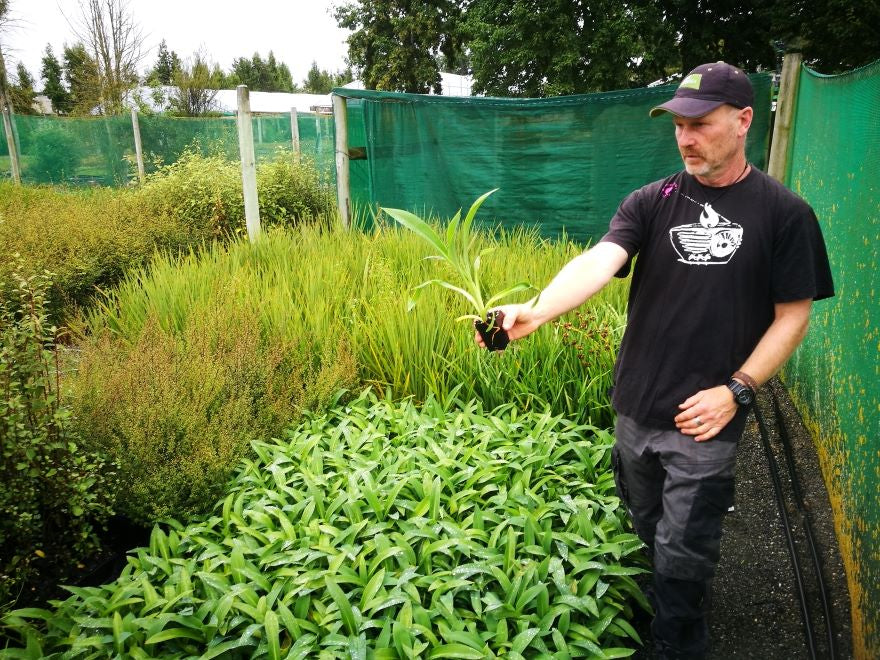 Arthropodium cirratum