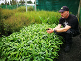 100x Renga Renga Lilies - $3.99 each