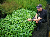 25x Renga Renga Lilies - $4.99 each