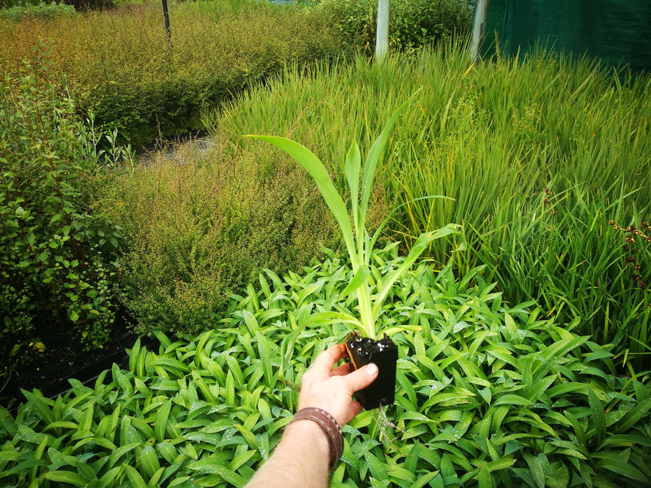 Arthropodium cirratum
