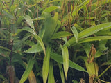 10x Renga Renga Lilies - $1.99 each