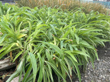 10x Renga Renga Lilies - $1.99 each
