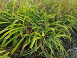 10x Renga Renga Lilies - $1.99 each
