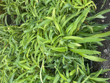 10x Renga Renga Lilies - $1.99 each