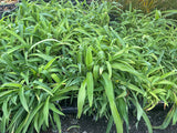 10x Renga Renga Lilies - $1.99 each