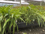 10x Renga Renga Lilies - $1.99 each