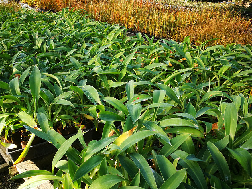 Arthropodium cirratum