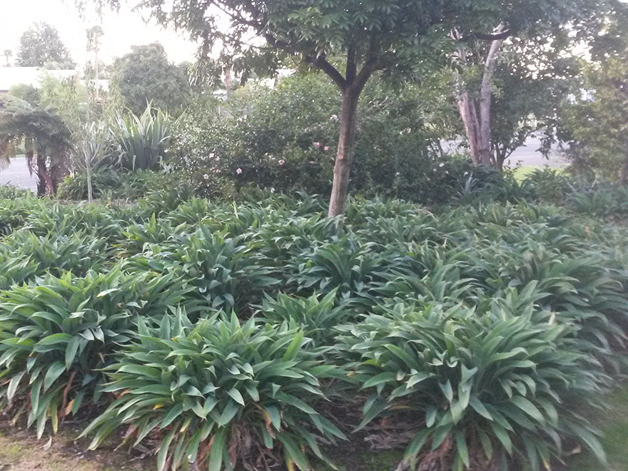 5x Renga Renga Lilies - $5.99 each
