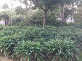 10x Renga Renga Lilies - $1.99 each