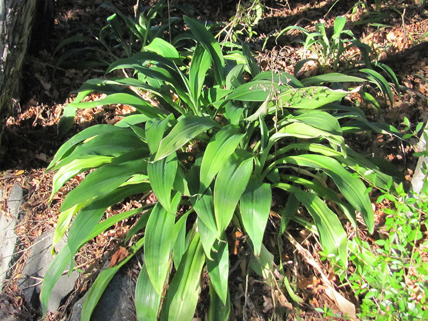5x Renga Renga Lilies - $5.99 each