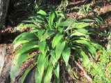 Arthropodium cirratum