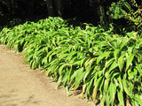 10x Renga Renga Lilies - $1.99 each