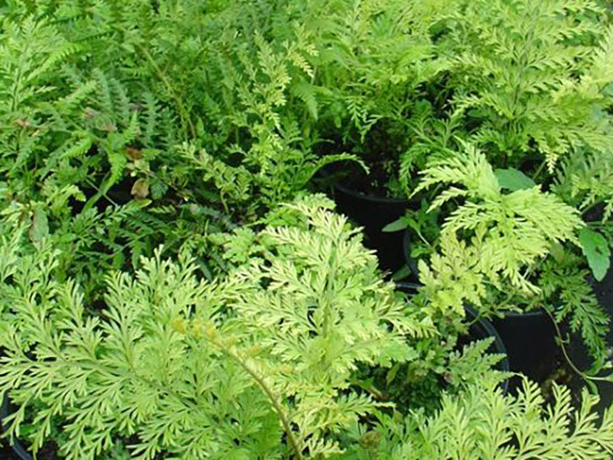 5x Hen & Chicken Fern - $1.99 each