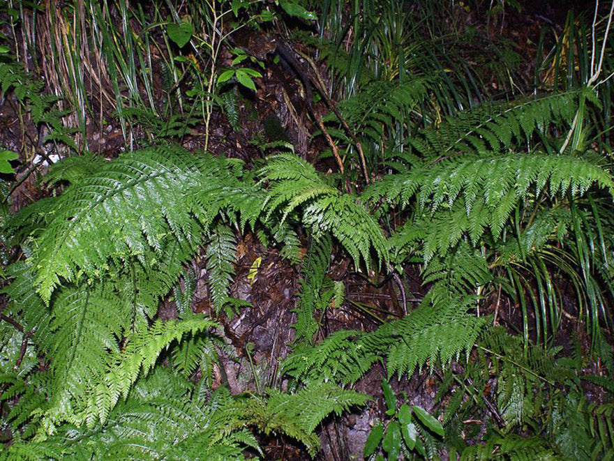 5x Hen & Chicken Fern - $1.99 each