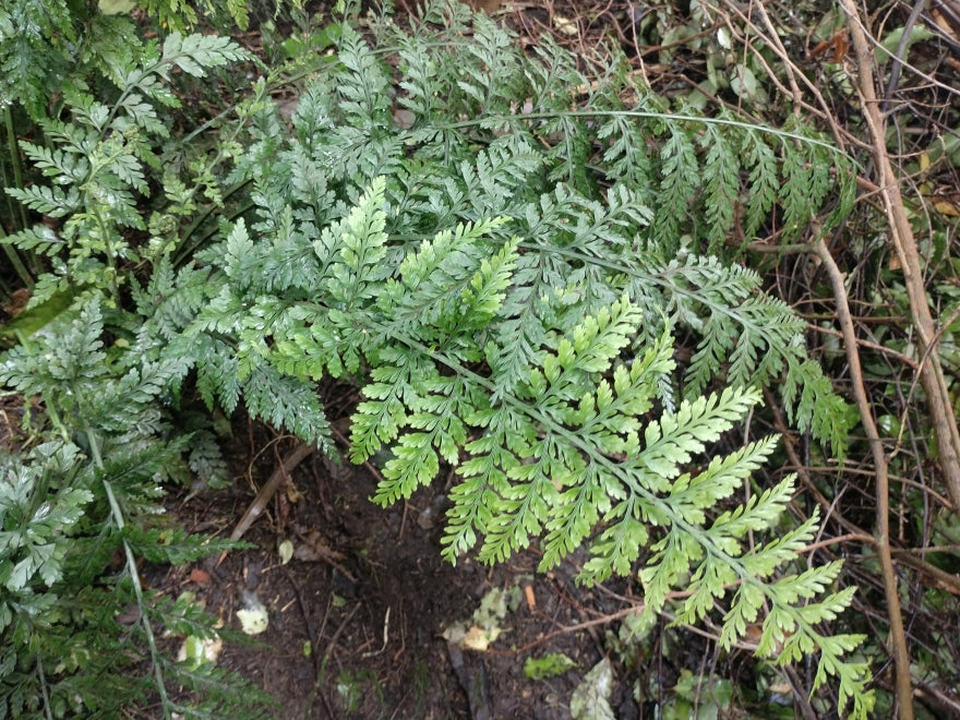 5x Hen & Chicken Fern - $1.99 each