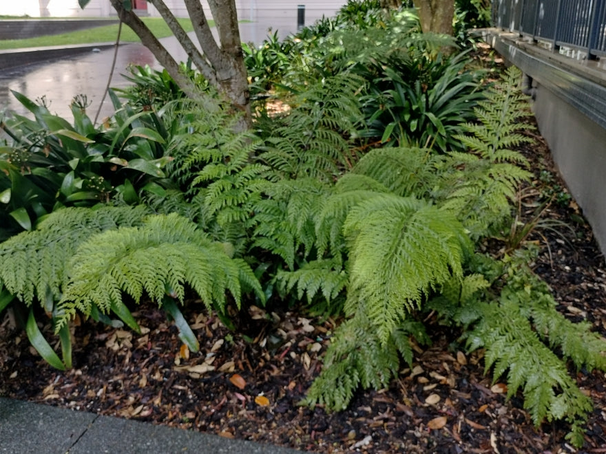 5x Hen & Chicken Fern - $1.99 each