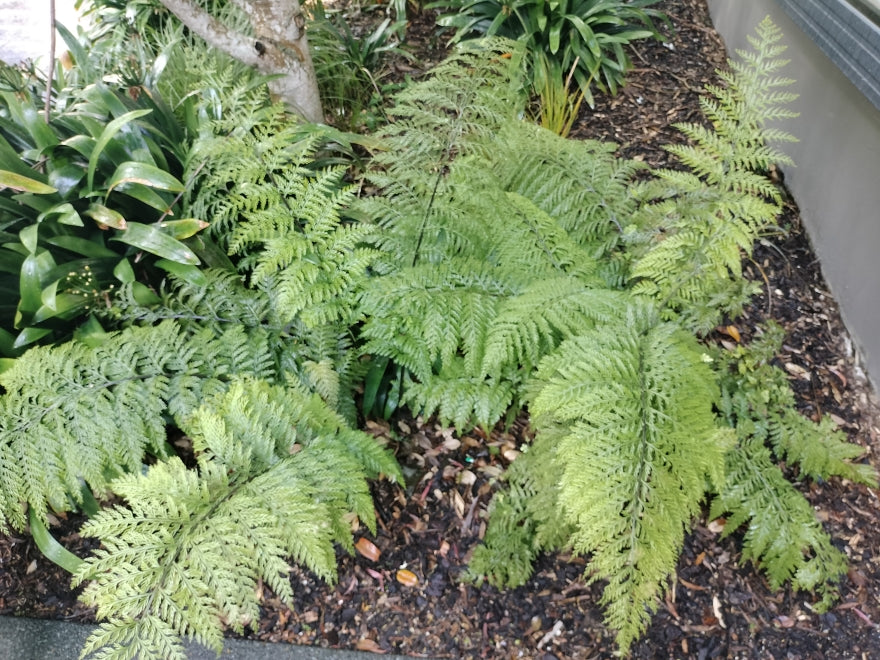 5x Hen & Chicken Fern - $1.99 each