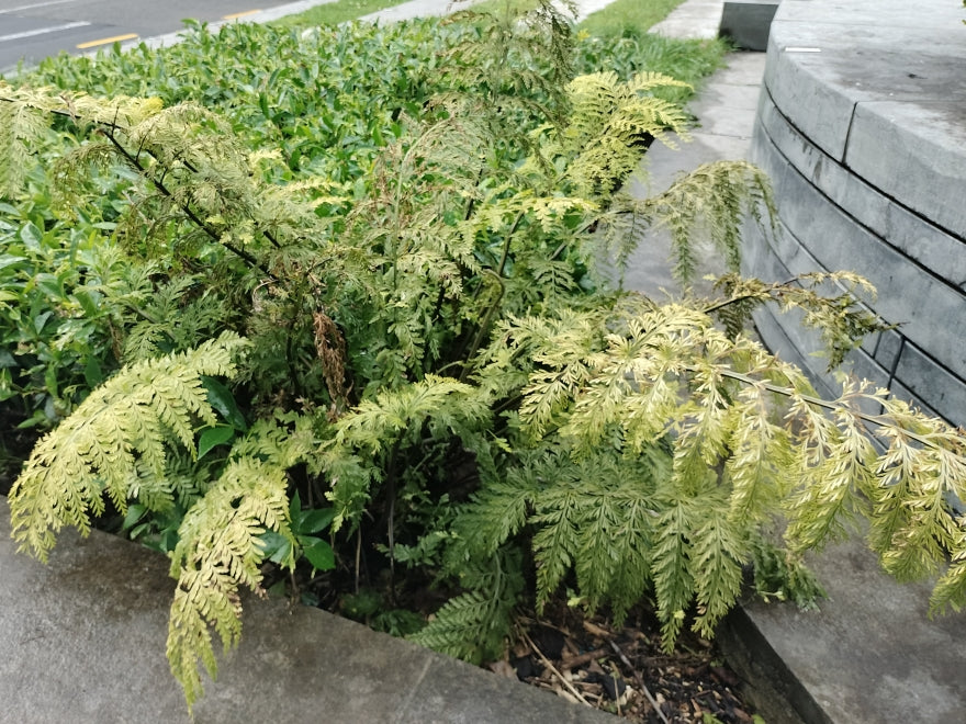 5x Hen & Chicken Fern - $1.99 each