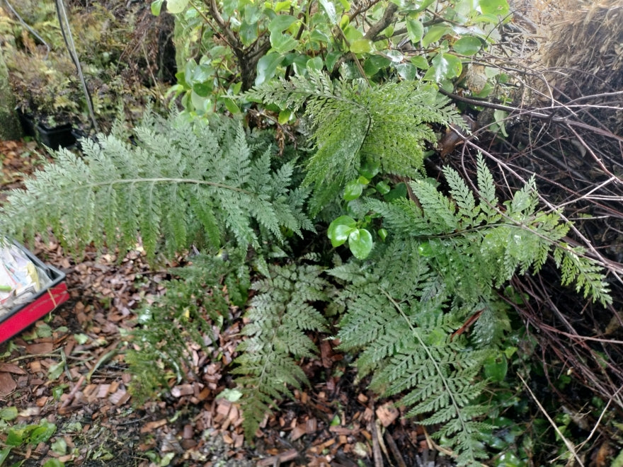 5x Hen & Chicken Fern - $1.99 each