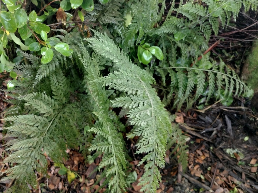 5x Hen & Chicken Fern - $1.99 each