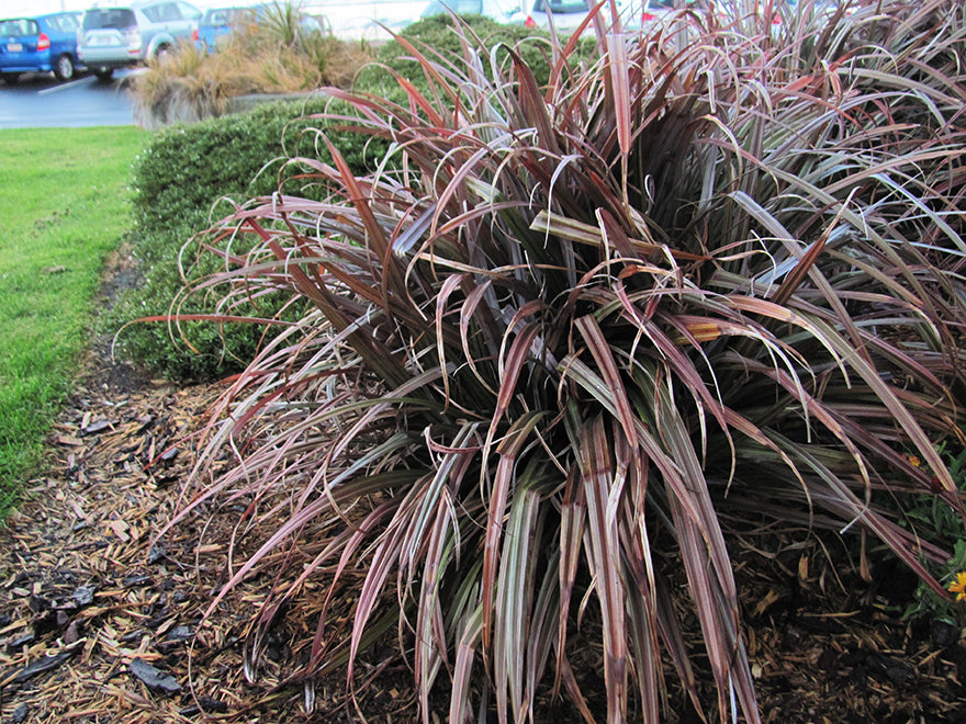 25x Astelia Rebel - $14.95 each