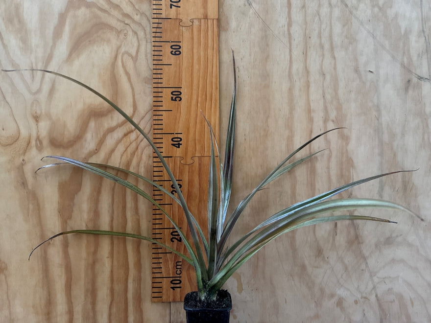 25x Astelia Rebel - $14.95 each