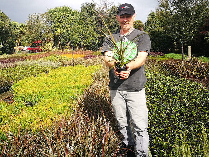 25x Astelia Rebel - $14.95 each