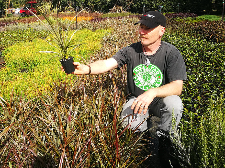 25x Astelia Rebel - $14.95 each