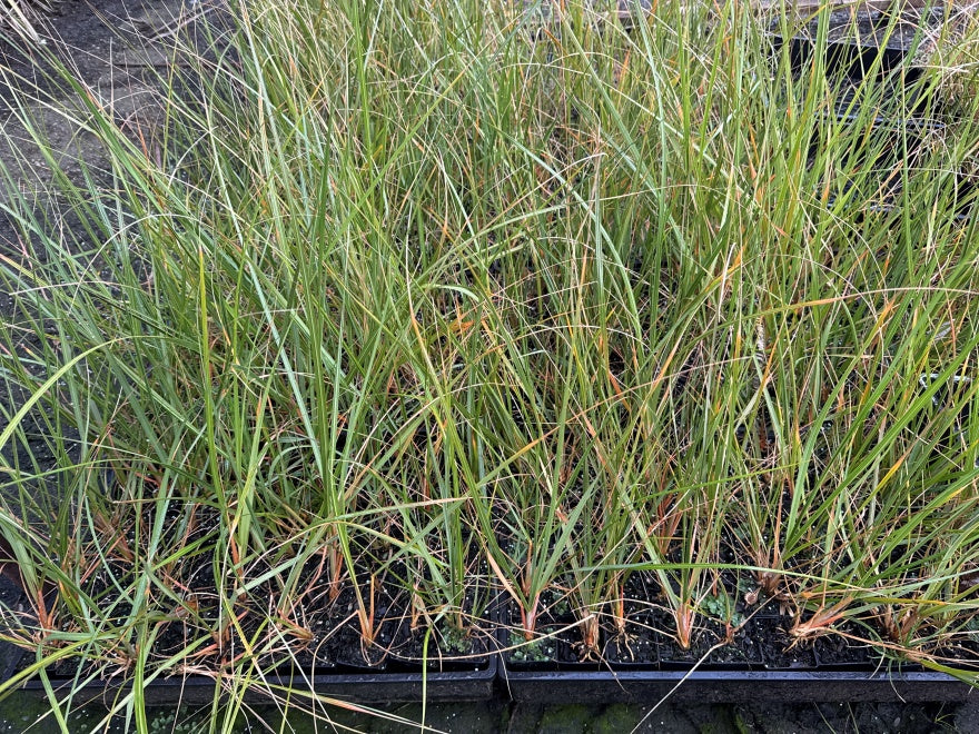 10x South Island Toe Toe - $1.99 each