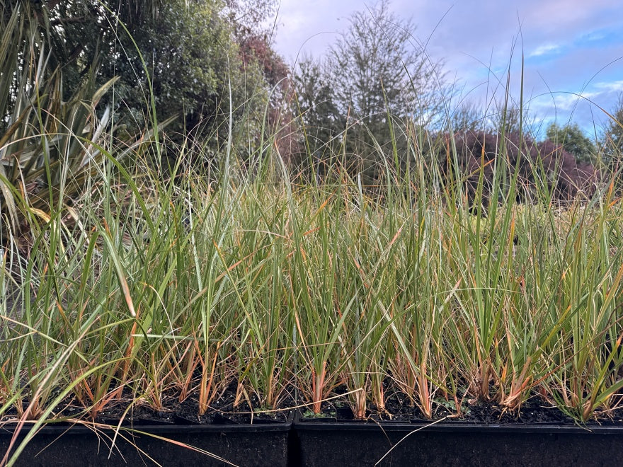 10x South Island Toe Toe - $1.99 each