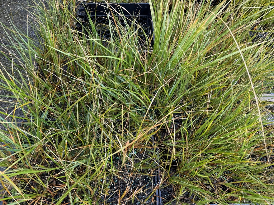 10x South Island Toe Toe - $1.99 each