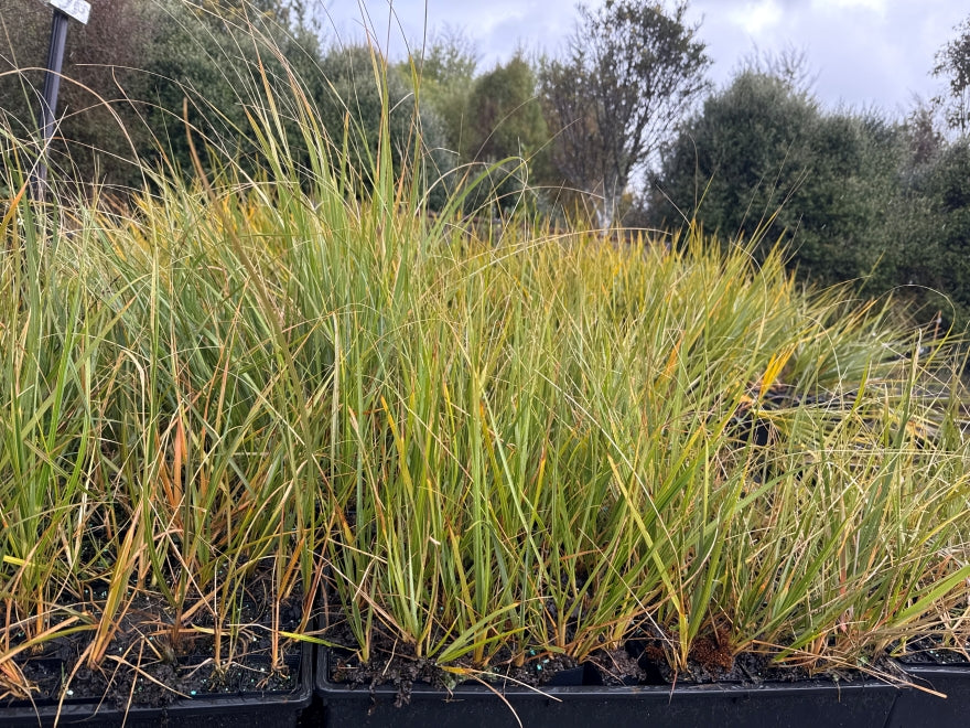 10x South Island Toe Toe - $1.99 each