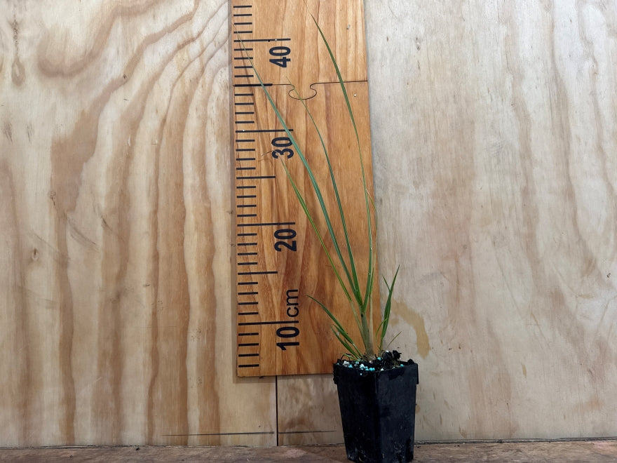 5x South Island Tōi Tōi - $5.99 each