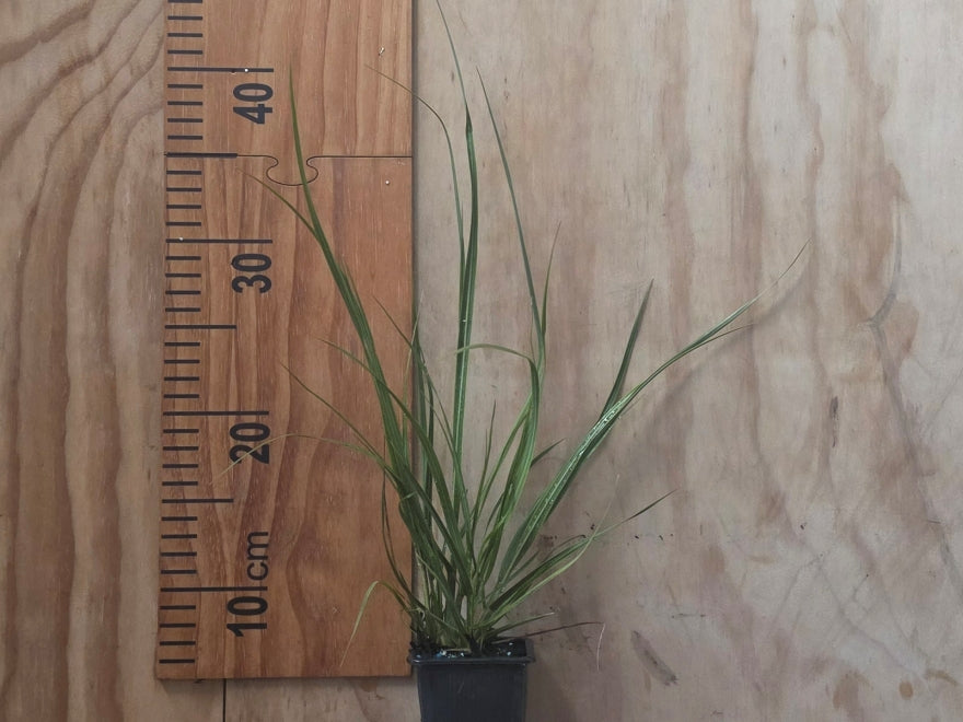 5x South Island Tōī Tōī - $5.99 each