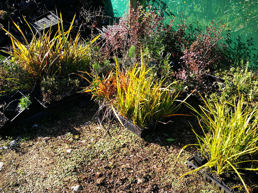 Magic Box - 50x Mixed Clearance Seconds $1.59 each