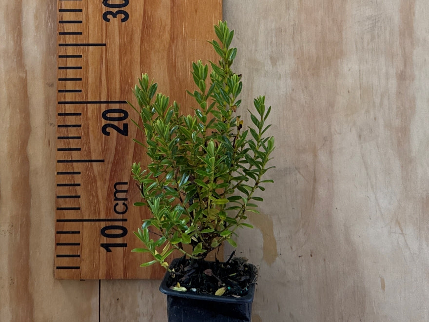 25x Hebe Brachysiphon - $2.99 each