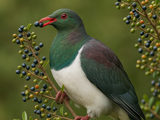 25x Bird Lovers Combo - $4.99 each