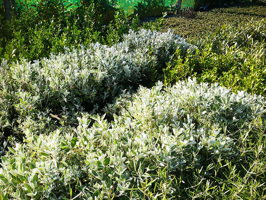 10x Sunshine Daisy Bush - $1.99 each