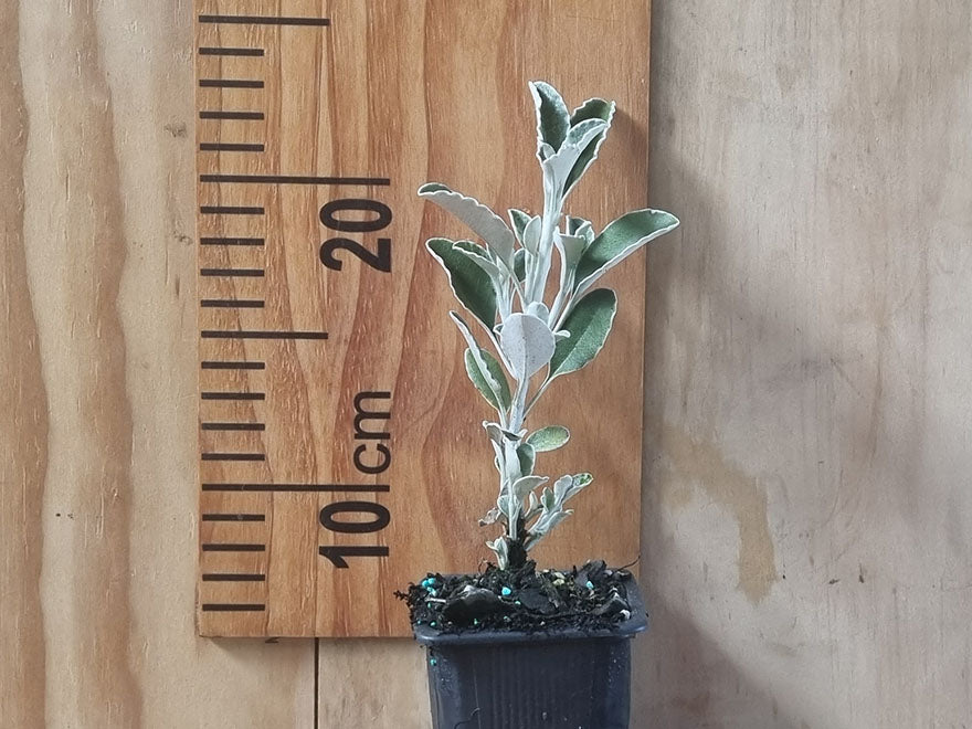 5x Brachyglottis Sunshine - $5.99 each
