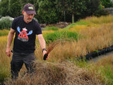 Carex Buchananii