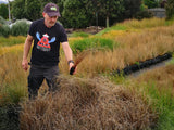 Carex Buchananii