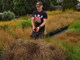 Carex Buchananii